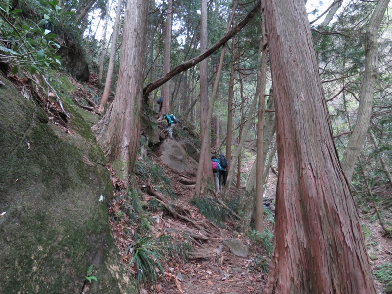 筑波山・女の川、テンナンショウ