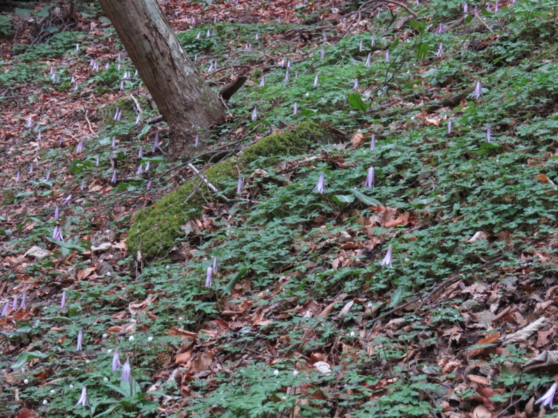 筑波山・女の川、カタクリ