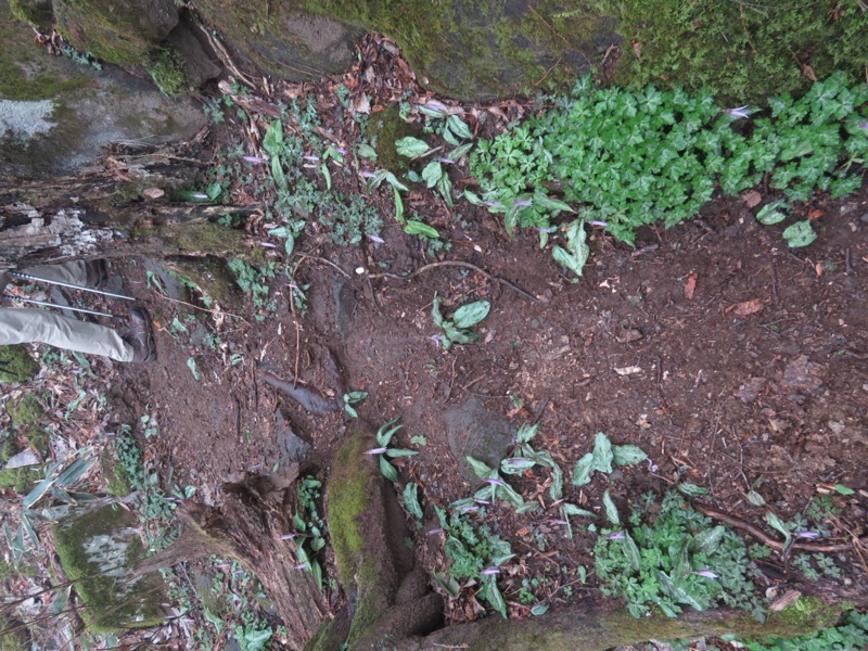 筑波山・女の川