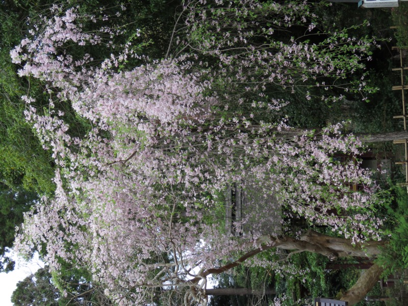 筑波山・女の川