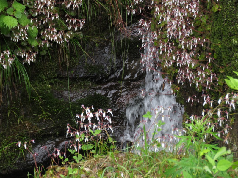 伊豆ヶ岳、