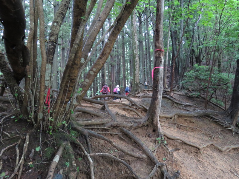 伊豆ヶ岳、