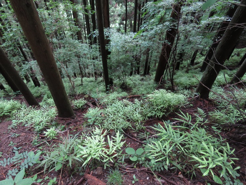 伊豆ヶ岳、