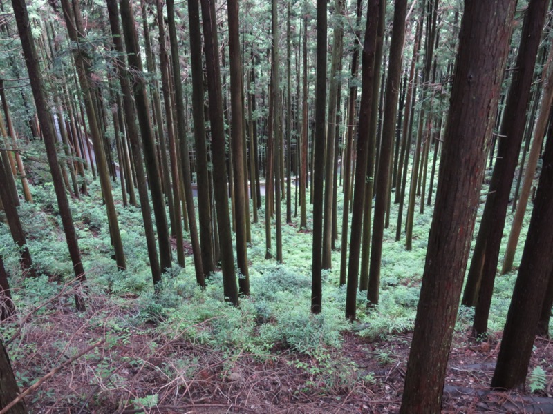 伊豆ヶ岳、