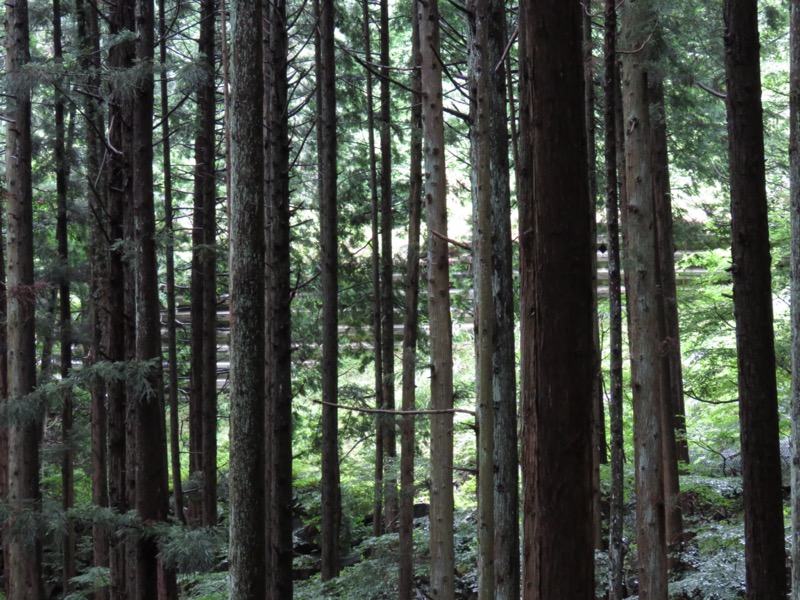 高川山