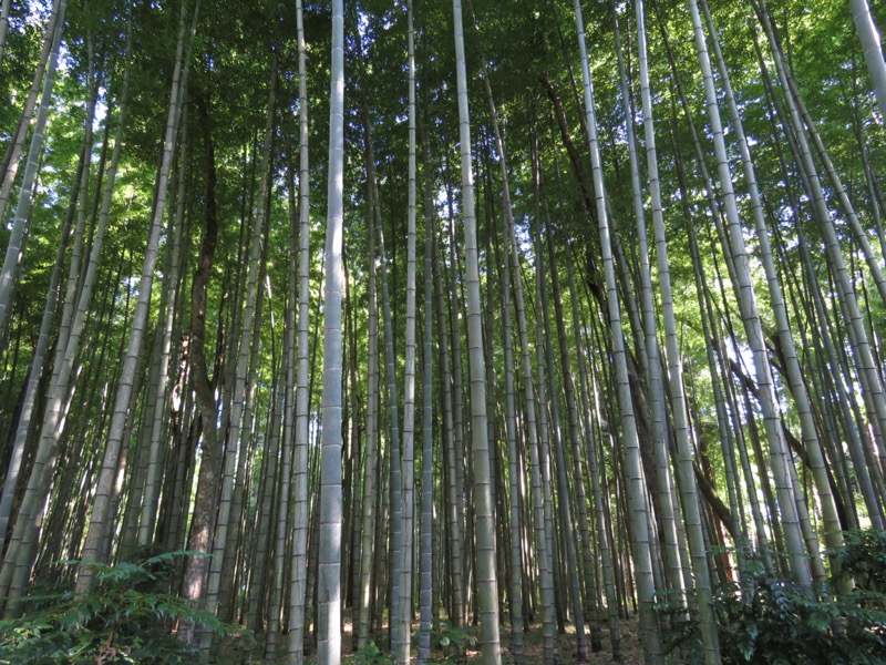 金時山