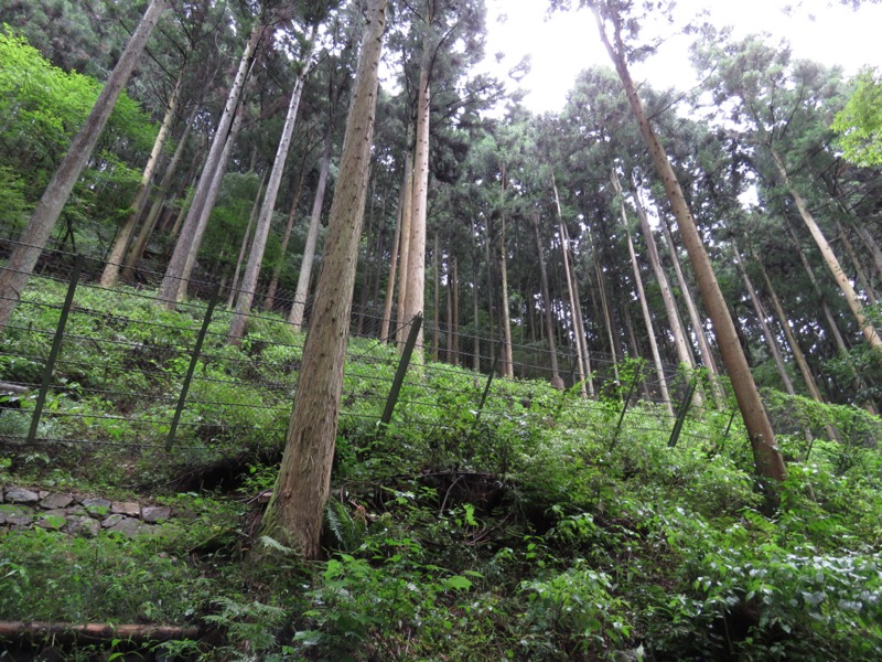 北高尾山稜