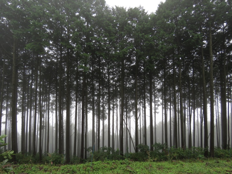 北高尾山稜