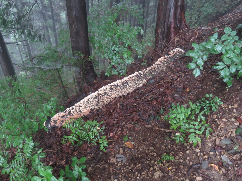 北高尾山稜