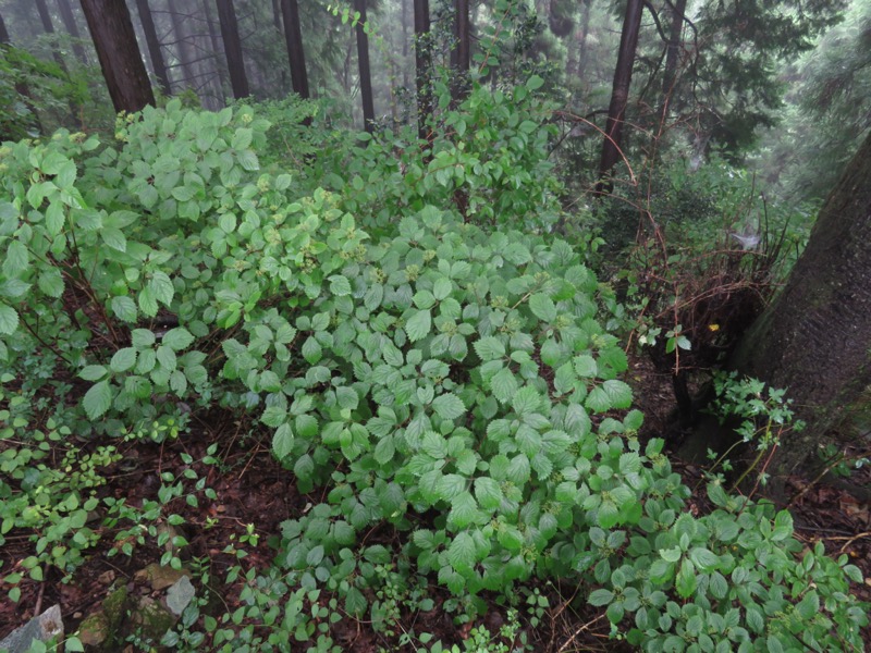 北高尾山稜