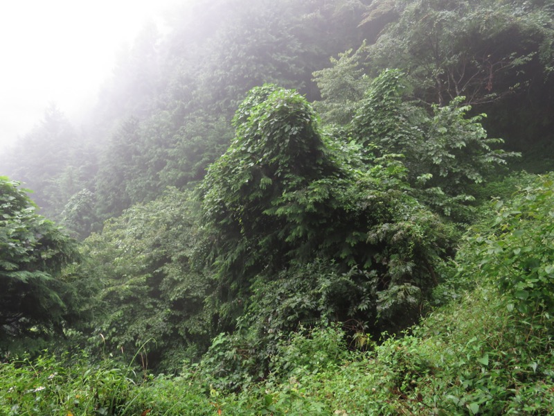 北高尾山稜