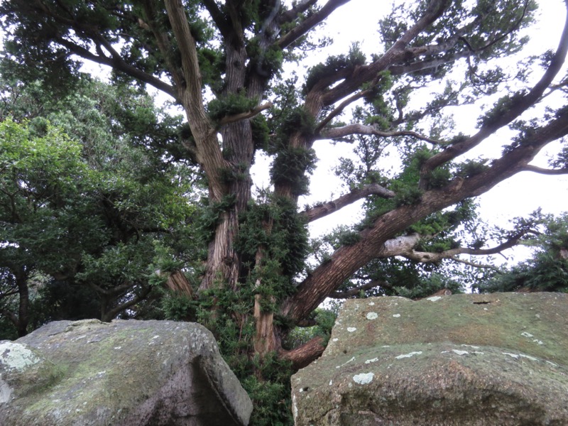 三浦富士