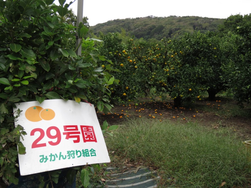 三浦富士