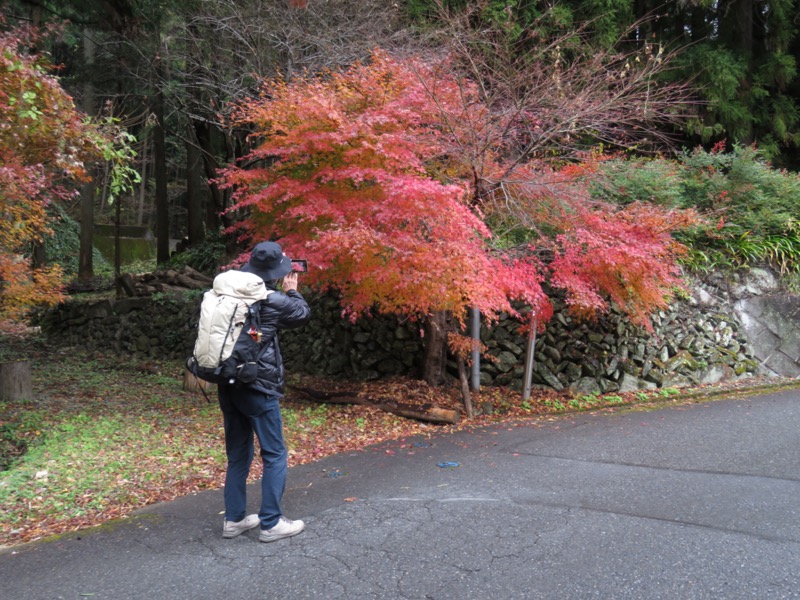 桜山、冬桜、モミジ、サザンカ、ツバキ