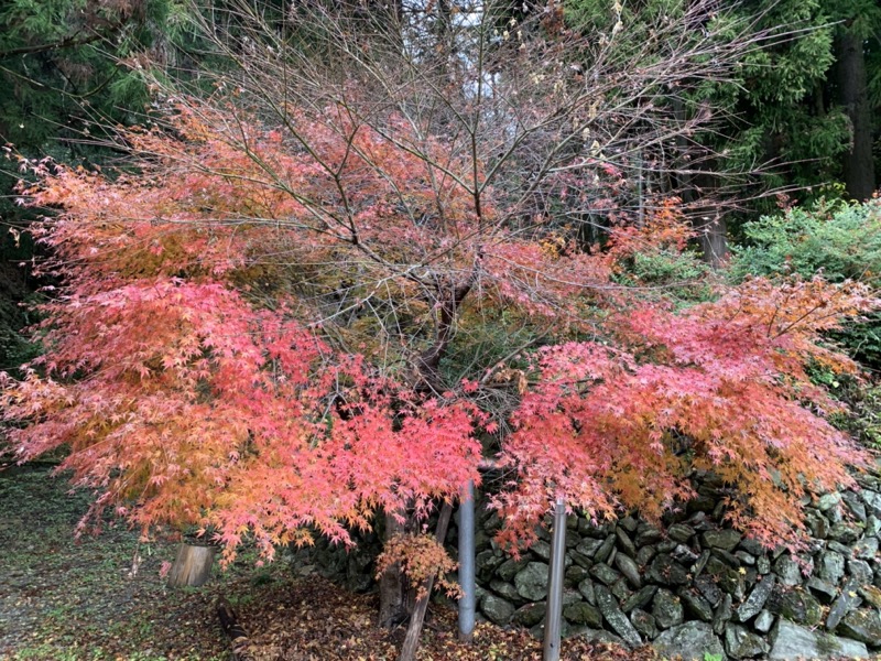 桜山、冬桜、モミジ、サザンカ、ツバキ