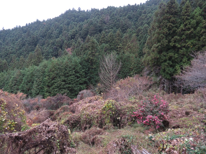 桜山、冬桜、モミジ、サザンカ、ツバキ