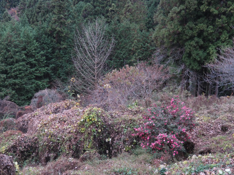 桜山、冬桜、モミジ、サザンカ、ツバキ