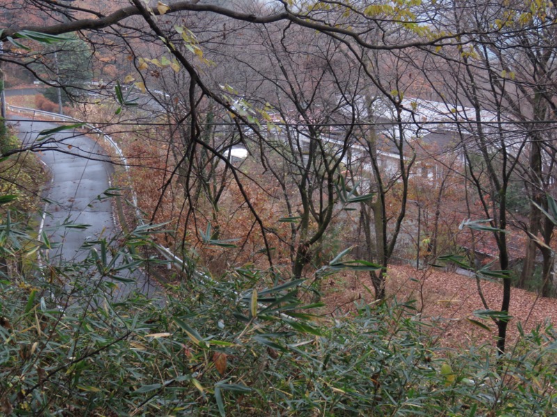 桜山、冬桜、モミジ、サザンカ、ツバキ