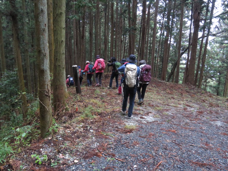 桜山、冬桜、モミジ、サザンカ、ツバキ