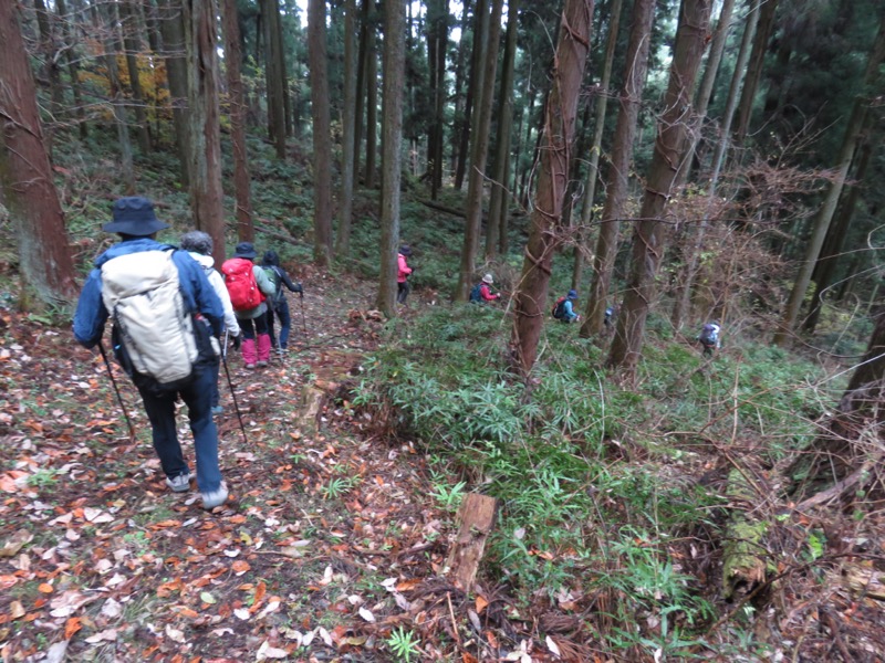 桜山、冬桜、モミジ、サザンカ、ツバキ