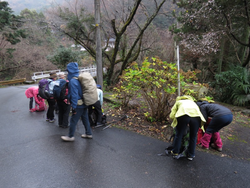 桜山、冬桜、モミジ、サザンカ、ツバキ