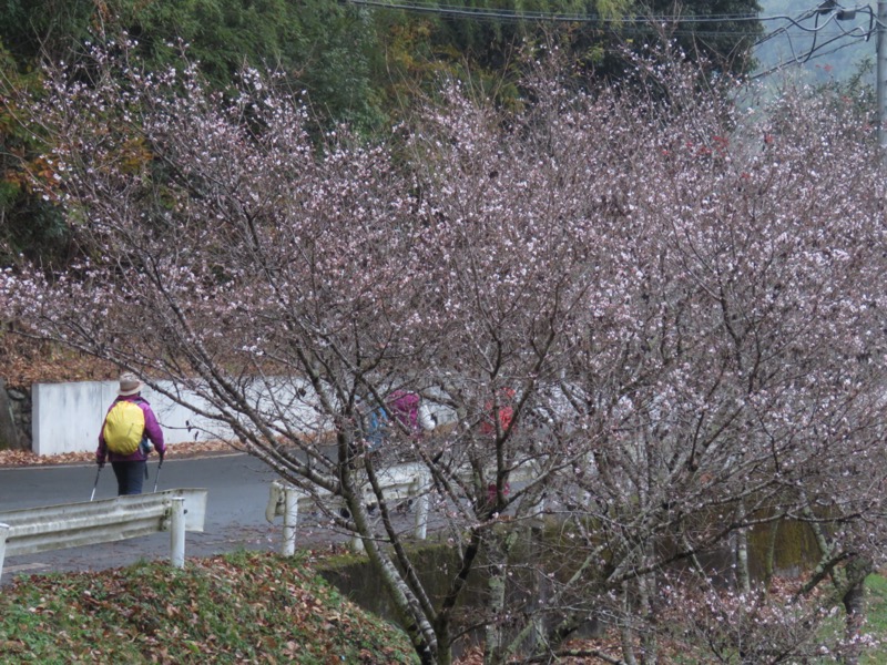 桜山、冬桜、モミジ、サザンカ、ツバキ