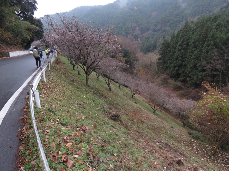 桜山、冬桜、モミジ、サザンカ、ツバキ