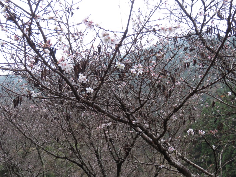 桜山、冬桜、モミジ、サザンカ、ツバキ