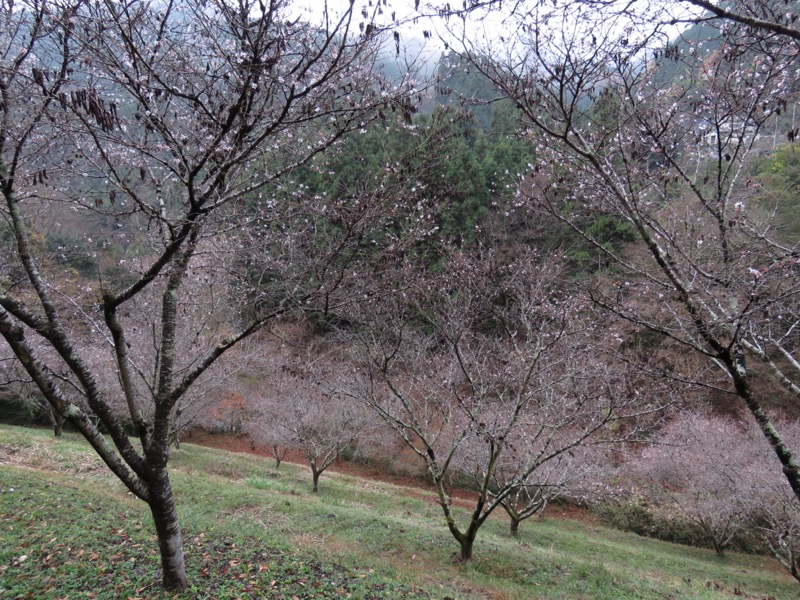 桜山、冬桜、モミジ、サザンカ、ツバキ