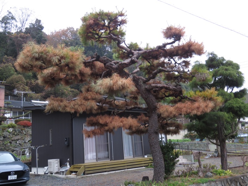 桜山、冬桜、モミジ、サザンカ、ツバキ