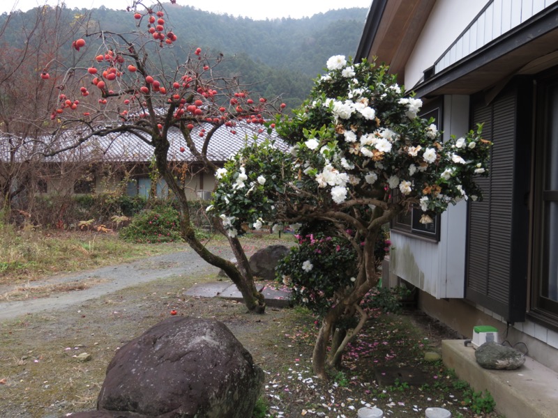 桜山、冬桜、モミジ、サザンカ、ツバキ