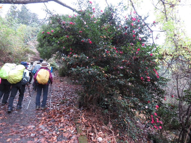 桜山、冬桜、モミジ、サザンカ、ツバキ