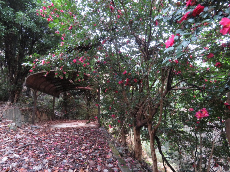 桜山、冬桜、モミジ、サザンカ、ツバキ