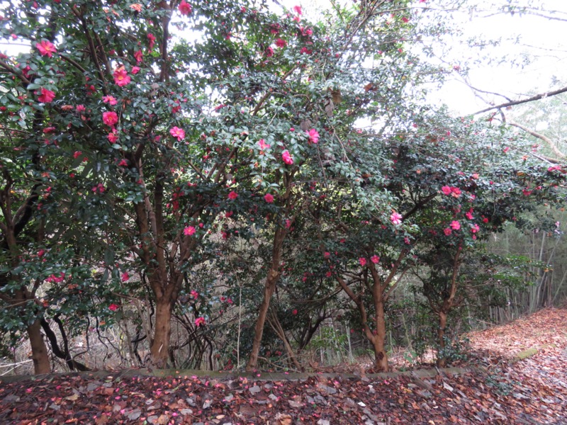 桜山、冬桜、モミジ、サザンカ、ツバキ