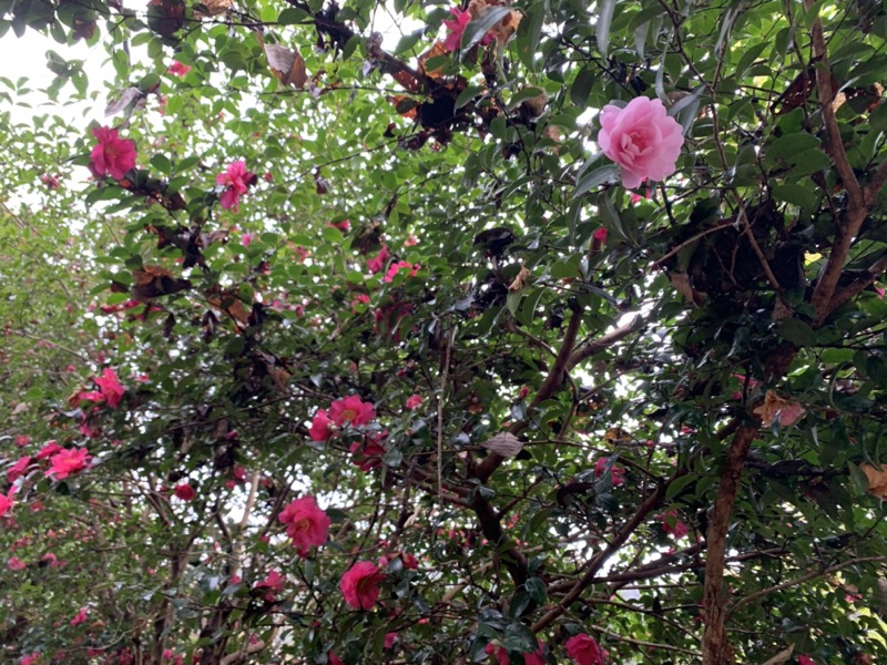 桜山、冬桜、モミジ、サザンカ、ツバキ