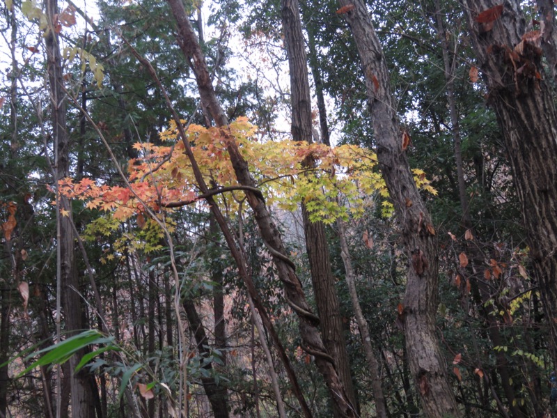 桜山、冬桜、モミジ、サザンカ、ツバキ