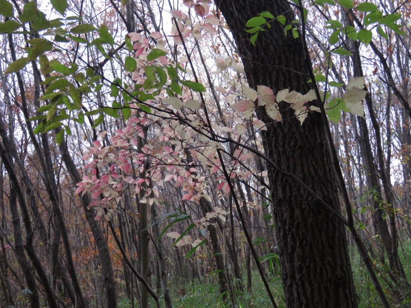 桜山、冬桜、モミジ、サザンカ、ツバキ