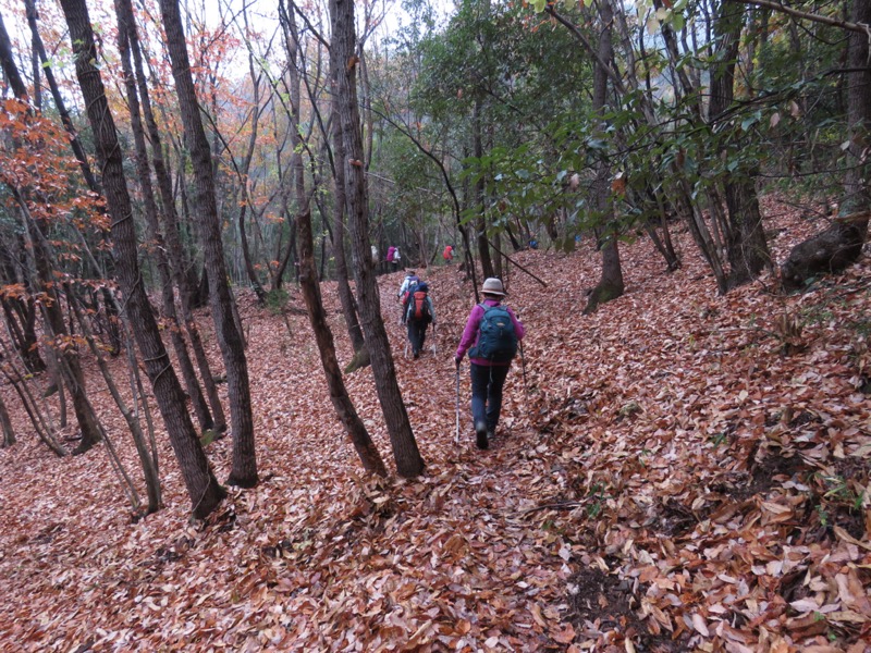 桜山、冬桜、モミジ、サザンカ、ツバキ