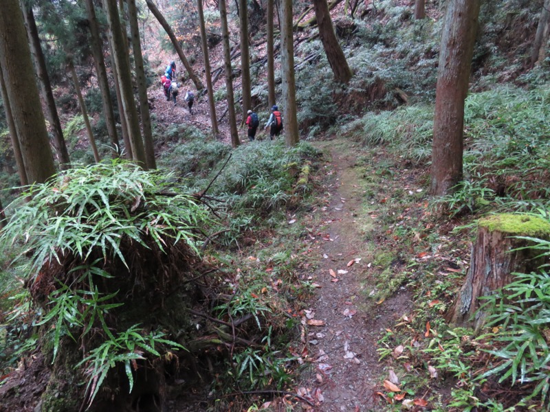 桜山、冬桜、モミジ、サザンカ、ツバキ