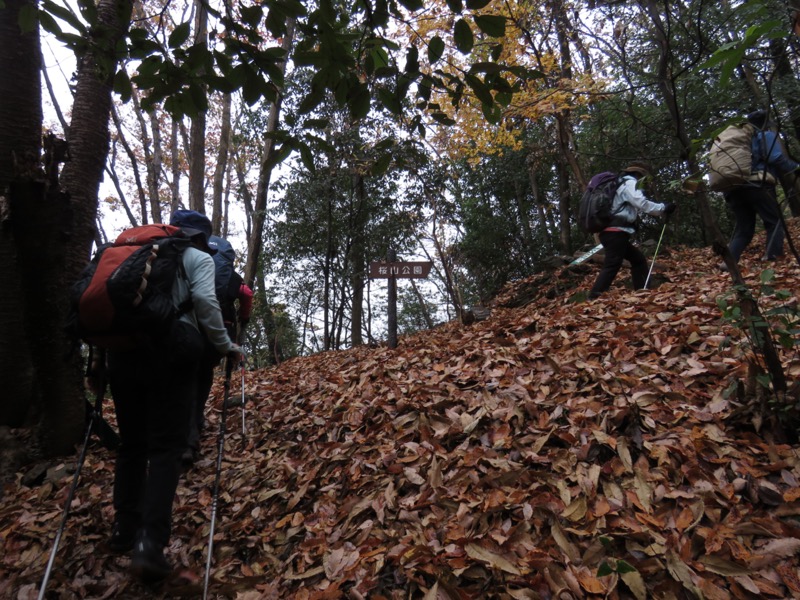 桜山、冬桜、モミジ、サザンカ、ツバキ