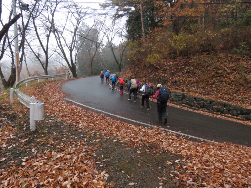 桜山、冬桜、モミジ、サザンカ、ツバキ