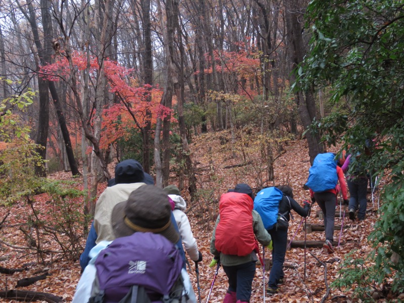 桜山、冬桜、モミジ、サザンカ、ツバキ