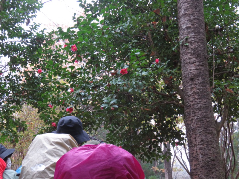 桜山、冬桜、モミジ、サザンカ、ツバキ