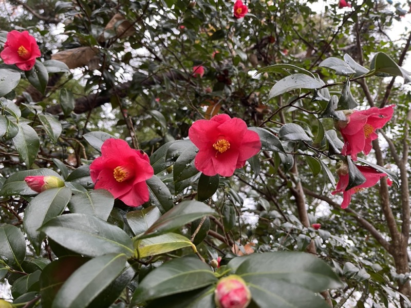 桜山、冬桜、モミジ、サザンカ、ツバキ