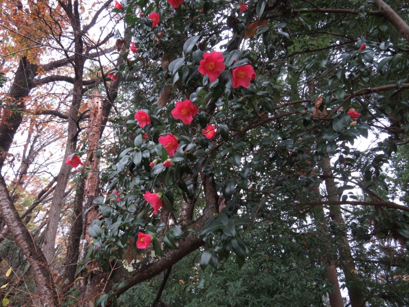 桜山、冬桜、モミジ、サザンカ、ツバキ