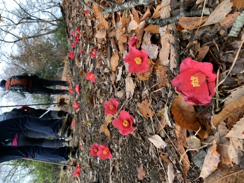 桜山、冬桜、モミジ、サザンカ、ツバキ