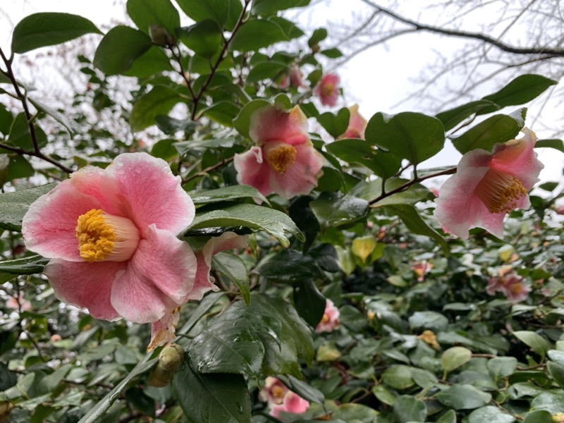 桜山、冬桜、モミジ、サザンカ、ツバキ