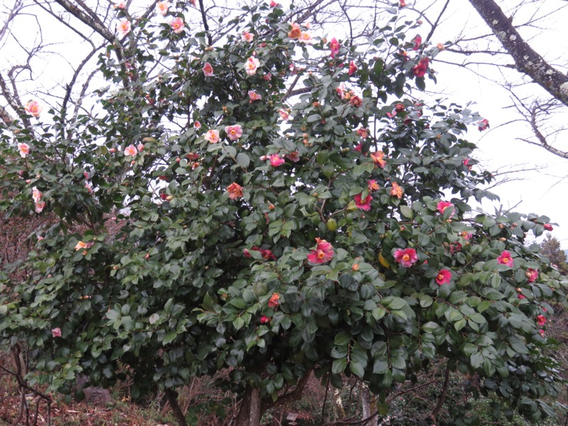 桜山、冬桜、モミジ、サザンカ、ツバキ