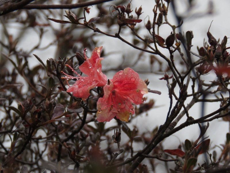 桜山、冬桜、モミジ、サザンカ、ツバキ