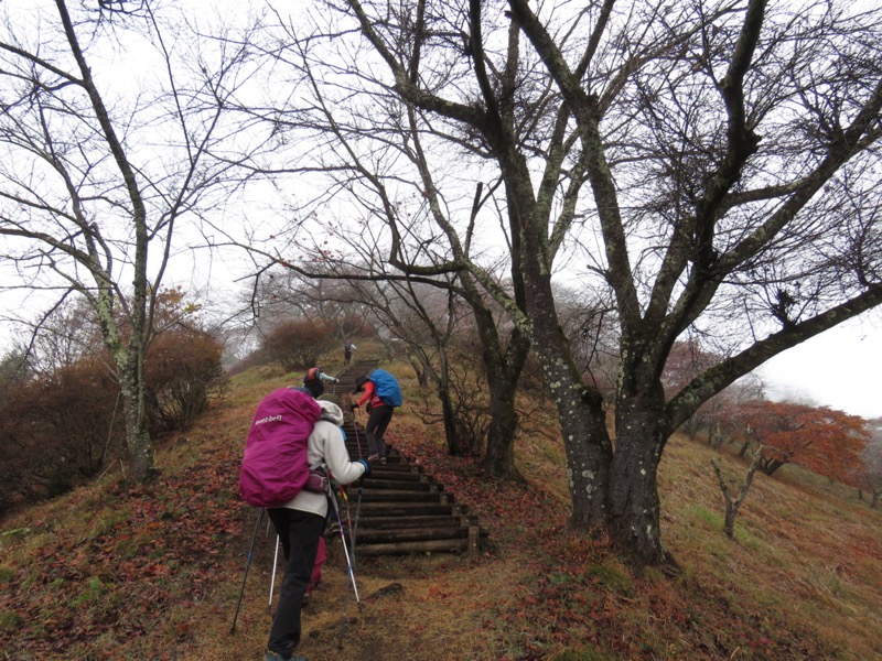 桜山、冬桜、モミジ、サザンカ、ツバキ